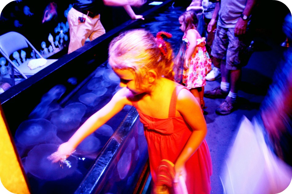 Touching moon jellyfish at The Aquarium of the Pacific