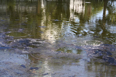 Exploring the La Brea Tar Pits