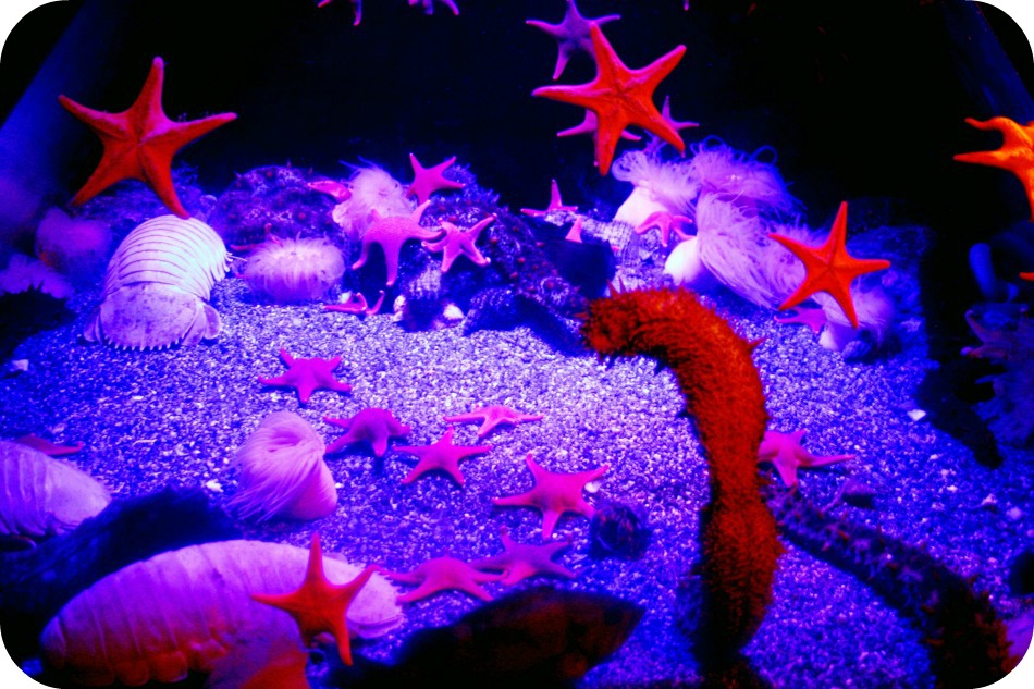 Starfish and a sea cucumber at The Aquarium of the Pacific