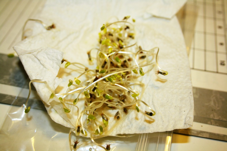 Learning About Germination Learning About Germination