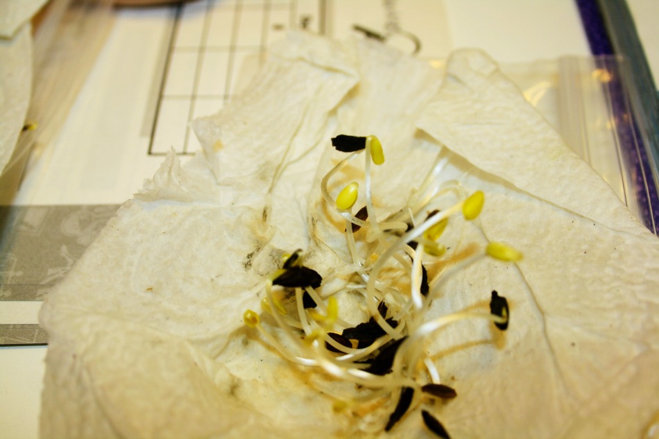 Learning About Germination Learning About Germination